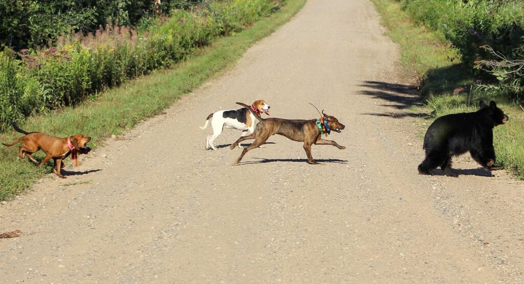 March 2020 | Sara Johnson | Britten Hounds | Young dogs had a good race the last day of training season