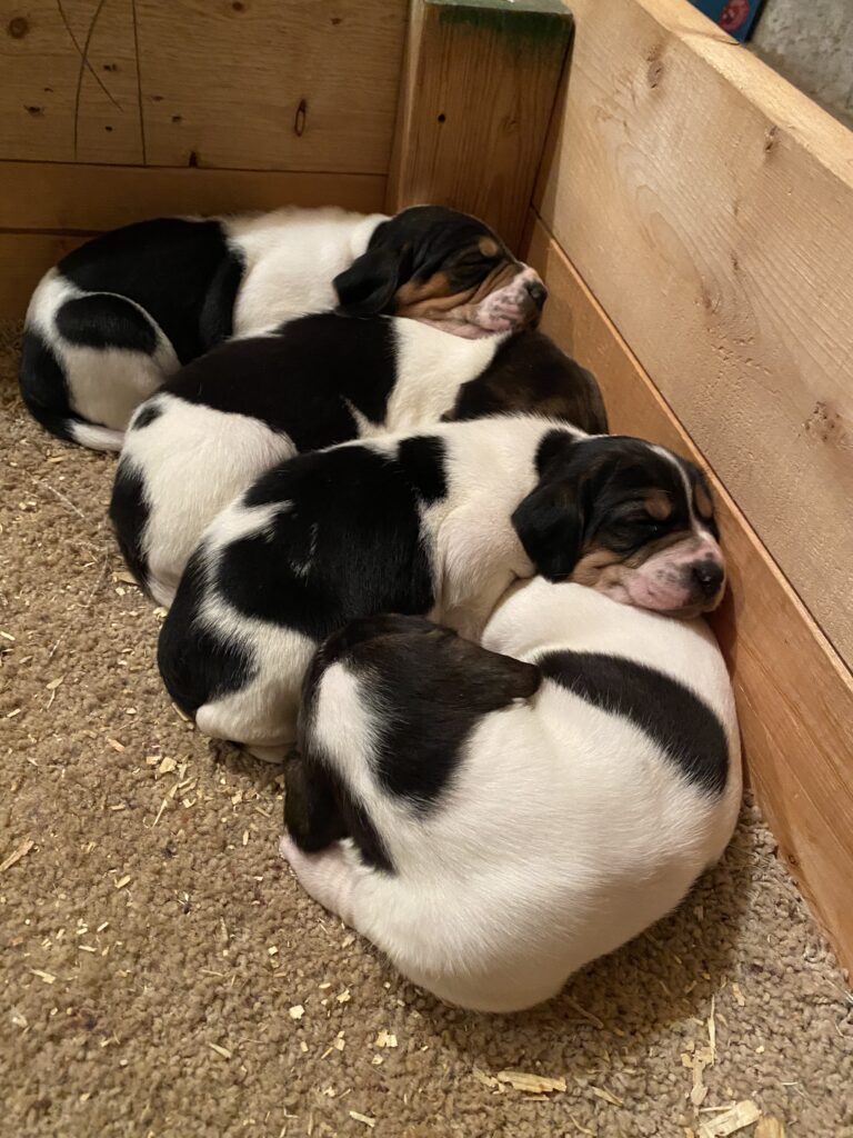 Puppy Cuddles