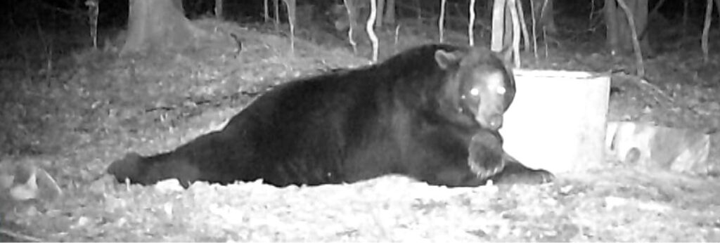 December 2020 | Troy Kuhn | My Belly is Full | This bear always knew where the camera was. He would come in and fill his belly, then roll around and guard the bait.