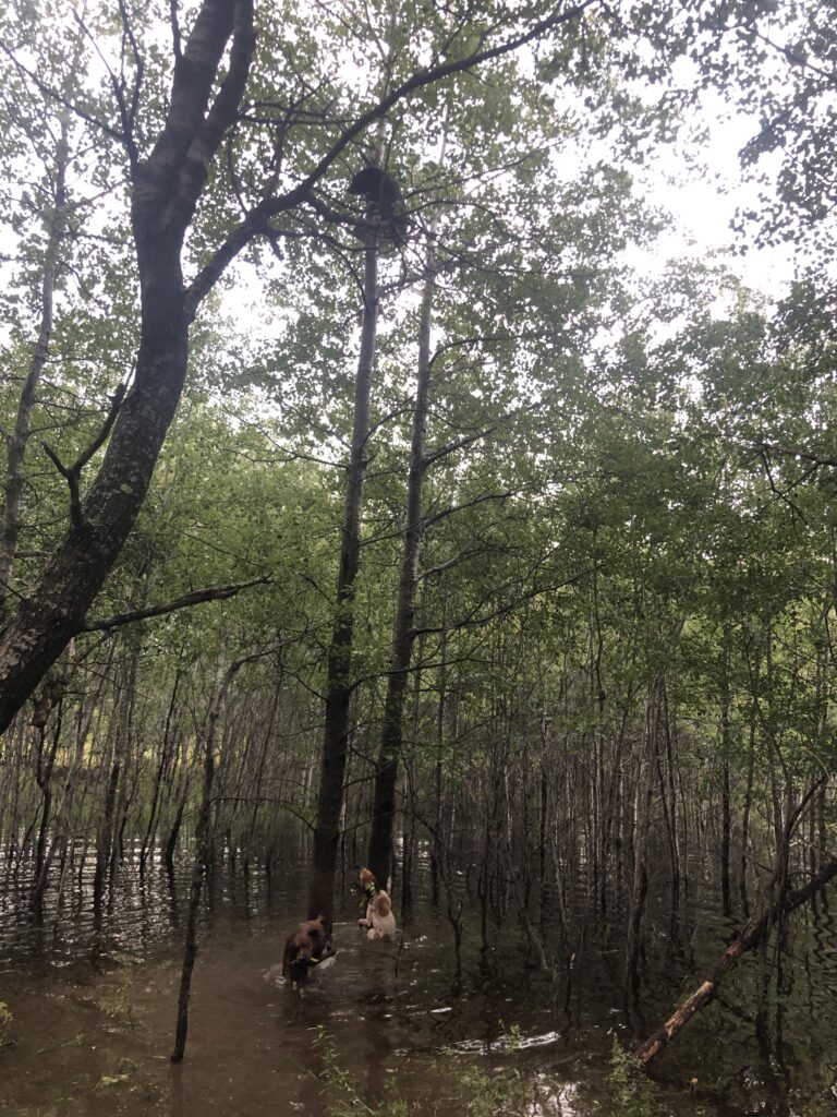 January 2021 | Shawn Pennington | Treed in the water | Training season with Trevor and Travs Gray