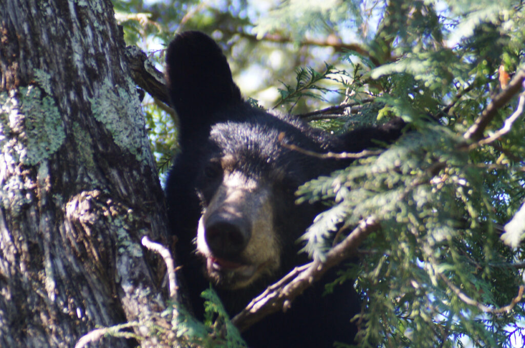 April 2021 | Samantha Volgren | Let Them Go Let Them Grow | In the deep swamp we treed this small bear this last year
