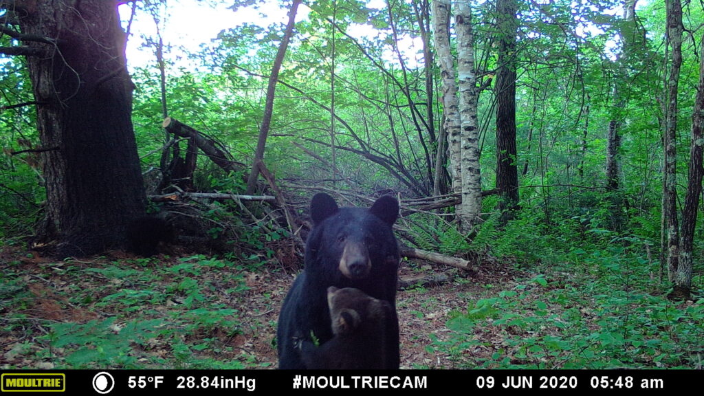 July 2021 | Kurt Zwirlein | I Think she knows we're watching | Sow with 4 cubs. Can only see 2 in this photo but still very cute.