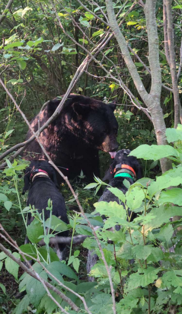 August 2021 | Cody Akey | Baying the Beast | A pair of Blueticks hold this big bear at bay.