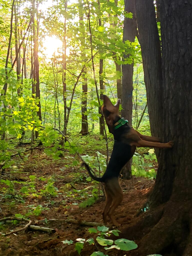February 2022 | Jacob Trochinski | You're mine now! | 10 month old Kemp pup treeing his own bear