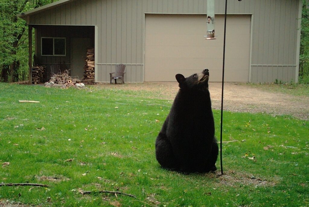 April 2022 April 2022 | Mitchell Gebheim | Am I the only one that sees this is empty? | Last year I was driving 2+ hours one way a couple times a week baiting in northern Wisconsin. A few times I came home in Houlton and would find my bird feeder knocked over. I figured it was a bear so I setup my trail cam. I caught this picture which is just awesome. I guess he checks it for food before he destroys it.