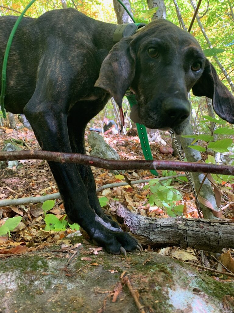 June 2022 | Brenna Roshell | I’m watching you | My favorite hound looking down at me after a long day of running bears.