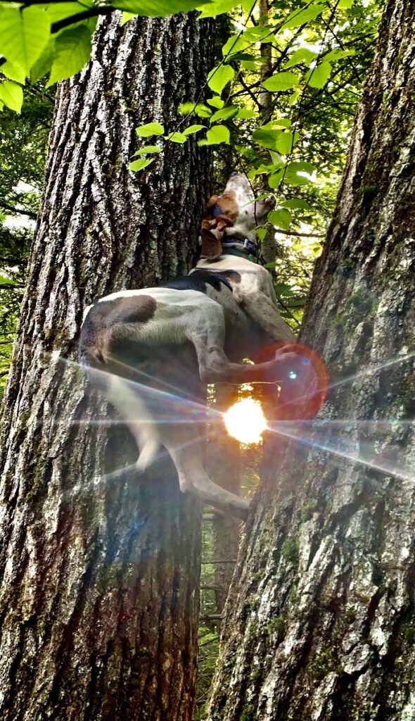 August 2022 | Carter Babcock | Treeing like a dream | Treed the second bear of the morning figured I’d take some photos and found this one. Was told to put it in the contest so here it is.