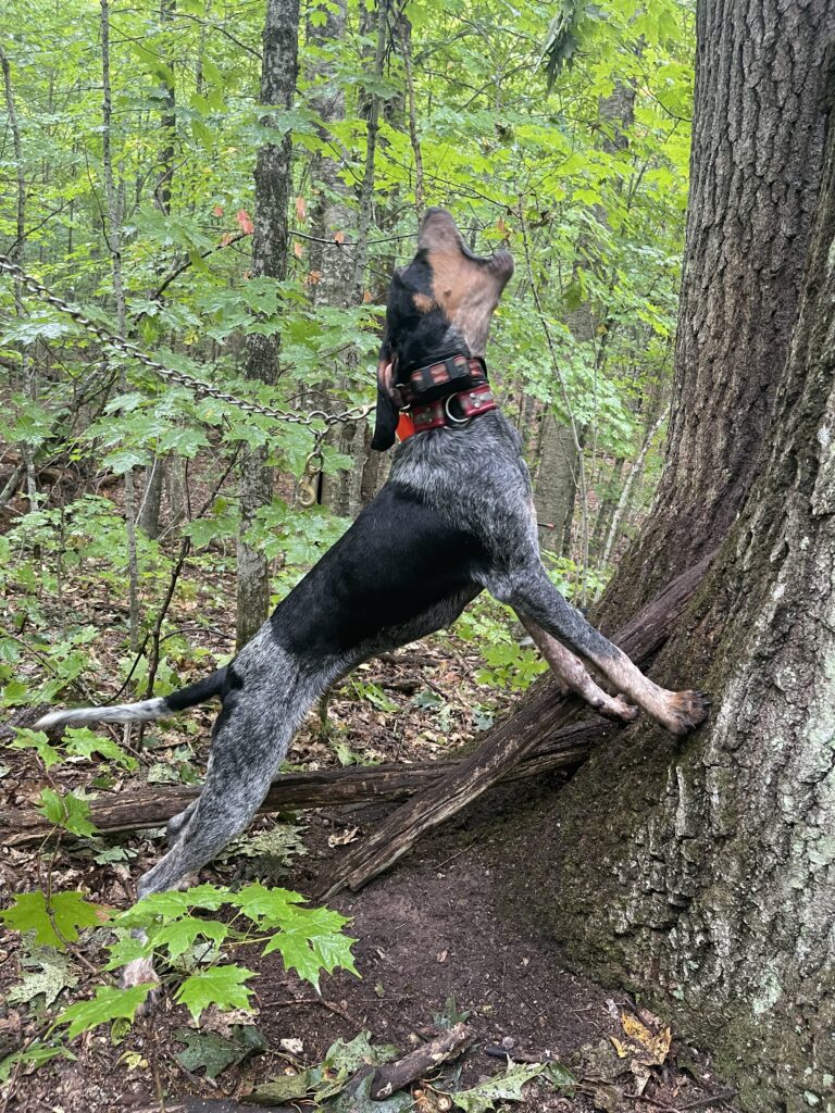 October 2022 | Christian Scheunemann | Rosie | Rosie on her second tree of the weekend
