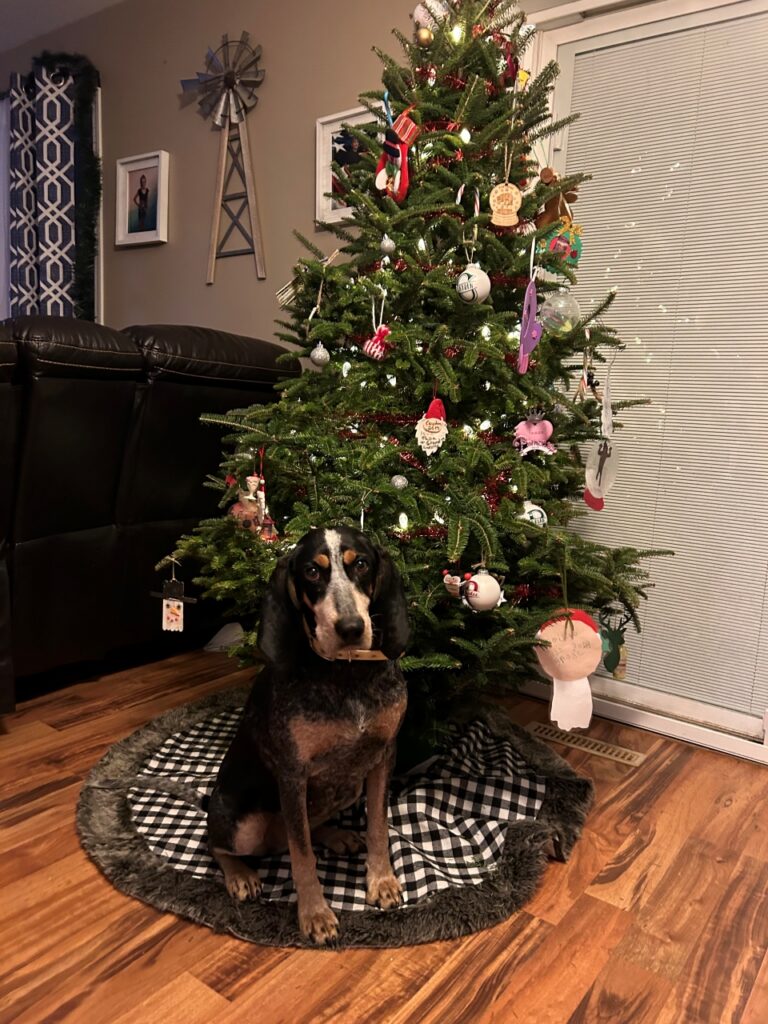 January 2023 | Alicia Sunday | Christmas Present | She loves laying under the tree after a long day of coyote hunting