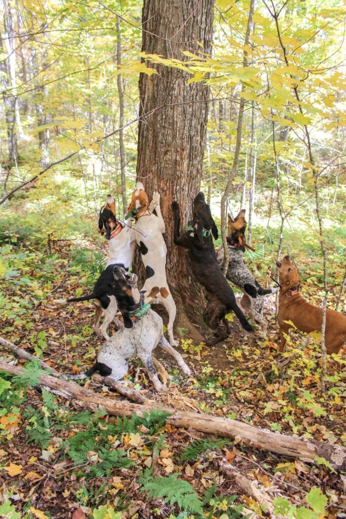 April 2023 | Sara Johnson | Britten hounds | Treed