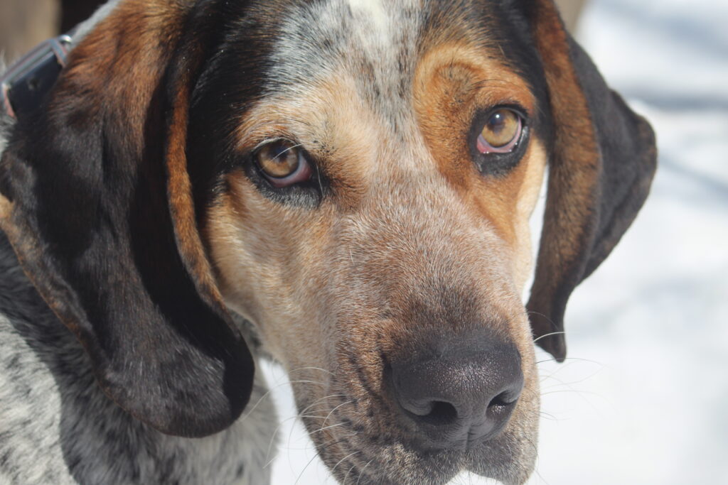 June 2023 | Ryanne Nykanen | Slugger | My brother's dog. He's a ladies man, the dog I mean.
