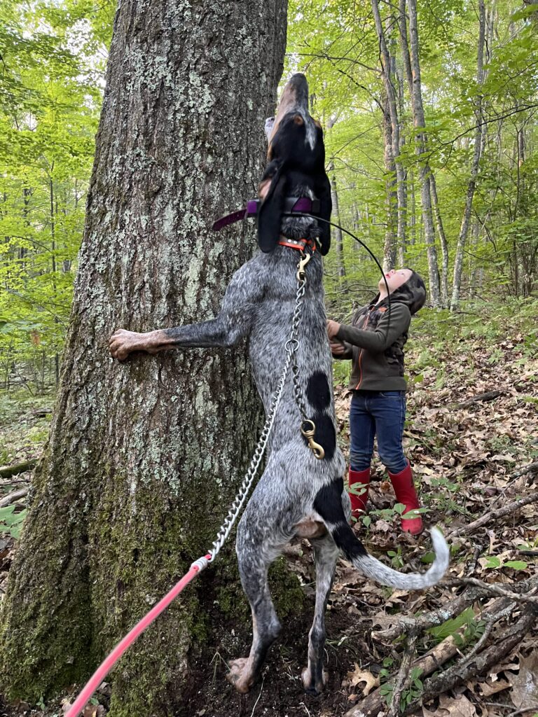 December 2023 | Chelsey Marquardt | Eyes on the Prize | William (4yo) with his girl Jade (1yo) checking out the bear in the air!
