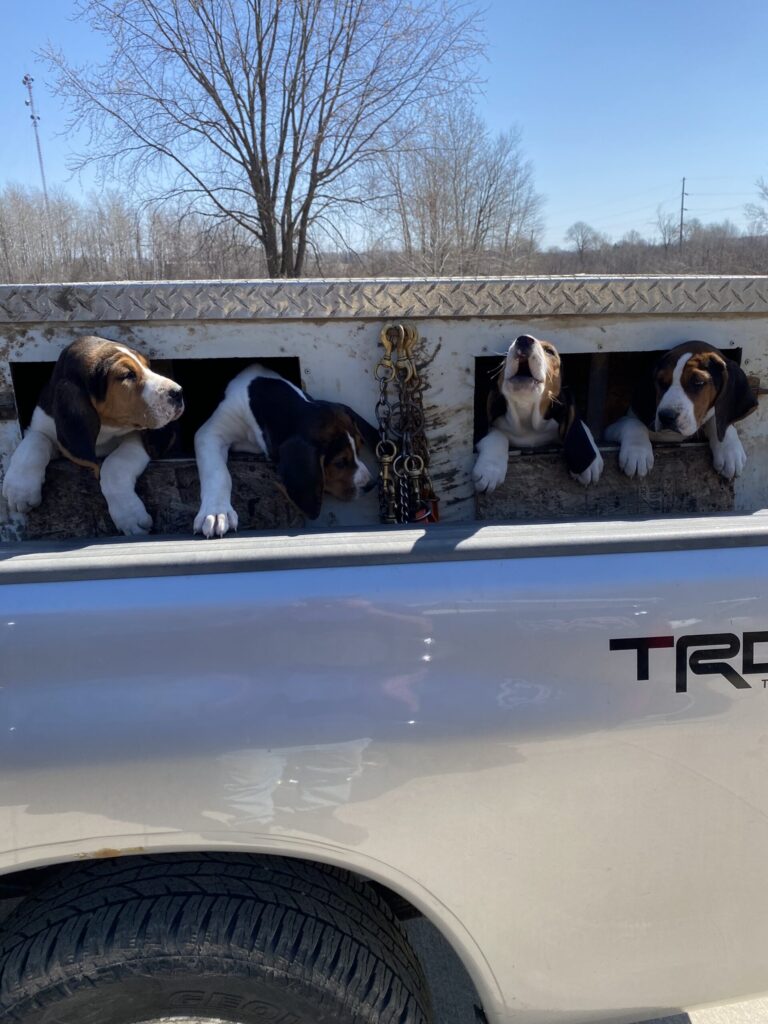 February 2024 | Ken Bruesewitz | Want to be just like you Dad | 2023 Pups are ready to Hunt