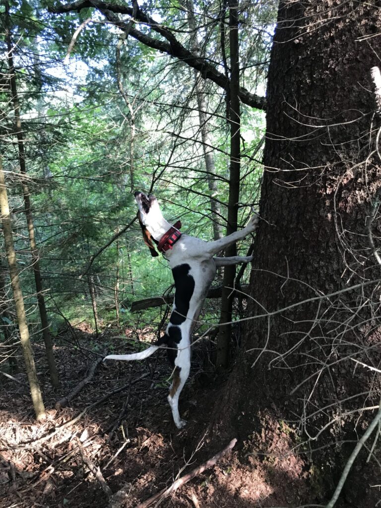 April 2024 | Nicole Teal | I see you | River.. walker hound treeing