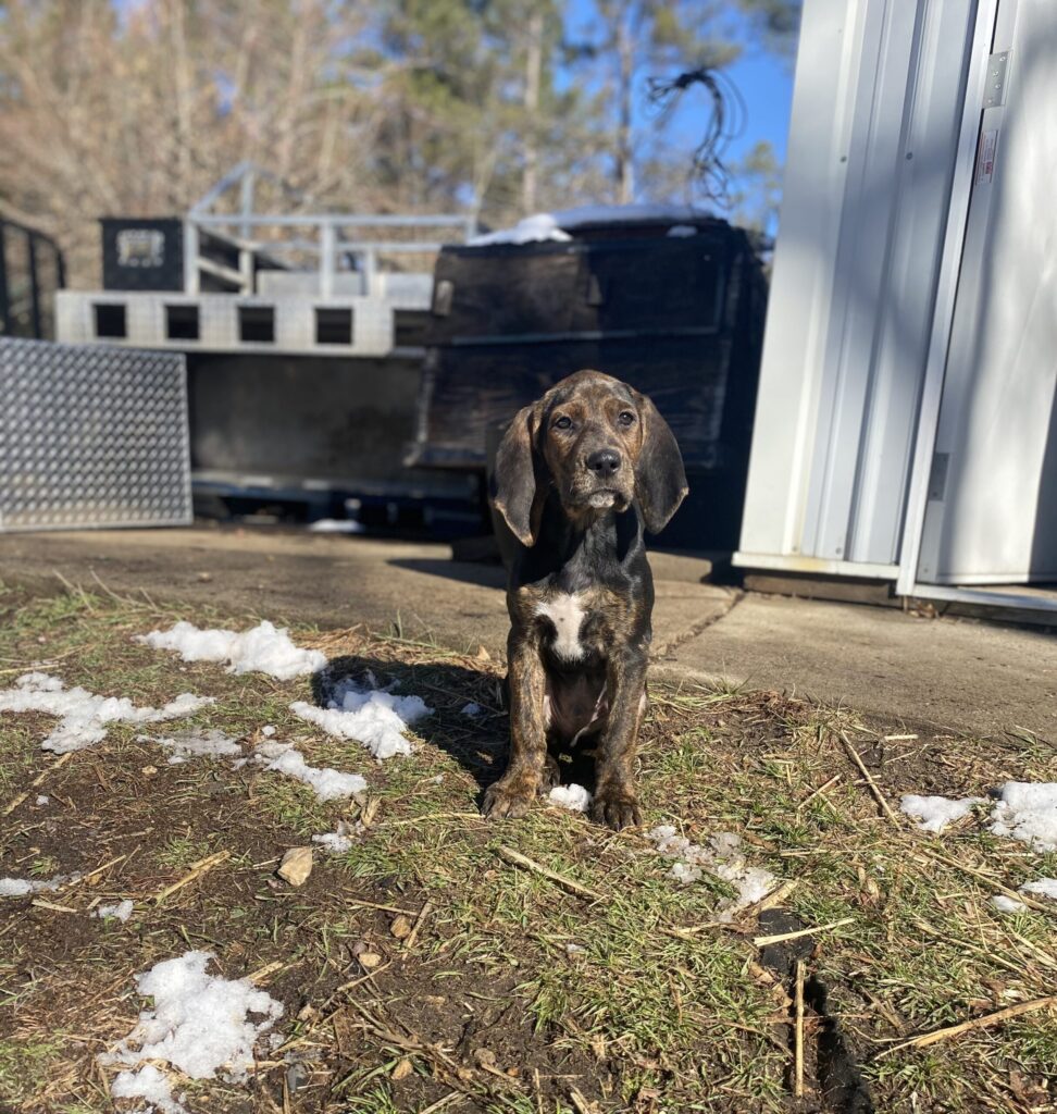 May 2024 | Brenna Peters | Puppy Thoughts | Some days I wonder what goes through our hound puppies minds.