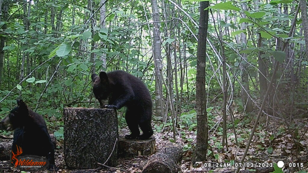 July 2024 | Jessica Hassemer | Why is it empty? | Little bear cub looking for a snack